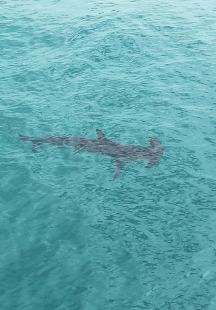 Bone-chilling video captures rare hammerhead shark sighting at Malibu Pier