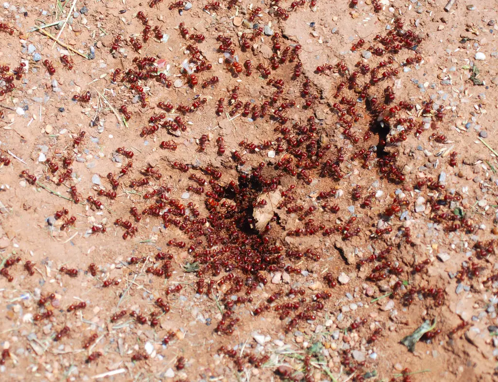 Family sues nursing home after elderly woman dies suffering nearly 1,000 ant bites