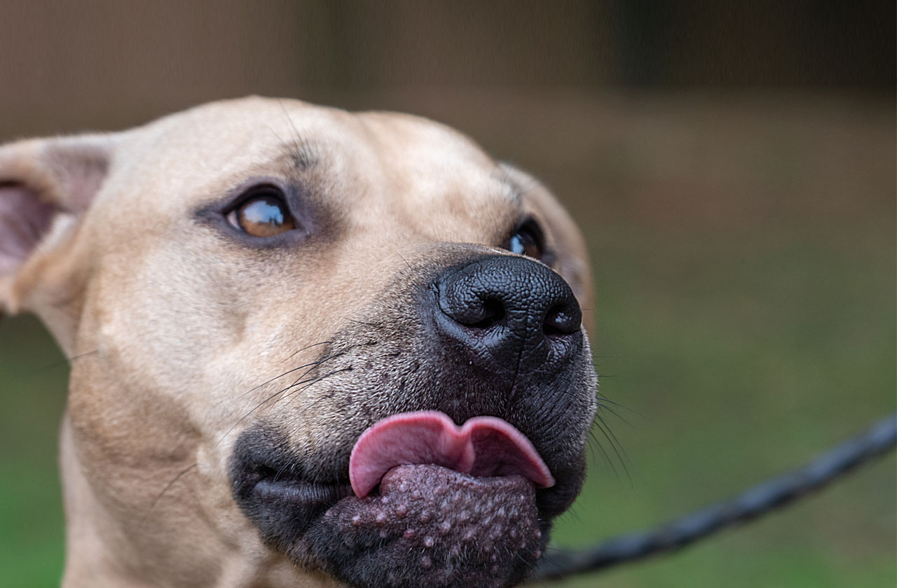 Pregnant woman needed ‘face put back together’ after savage attack by neighbor’s pit bulls: ‘Almost cost three lives’