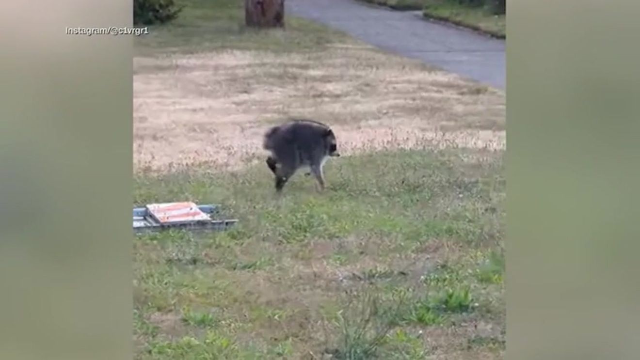Seattle raccoon Jimothy demonstrating his characteristic short spine and rounded body shape.