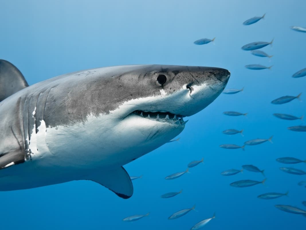Anniversary from hell! Shark turns dream Bahamas trip into bloodbath