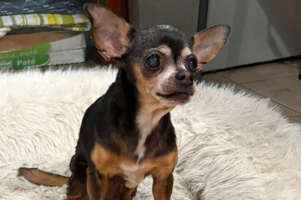 Heartwarming moment dog is reunited with ‘bawling’ owner — 12 years after she vanished