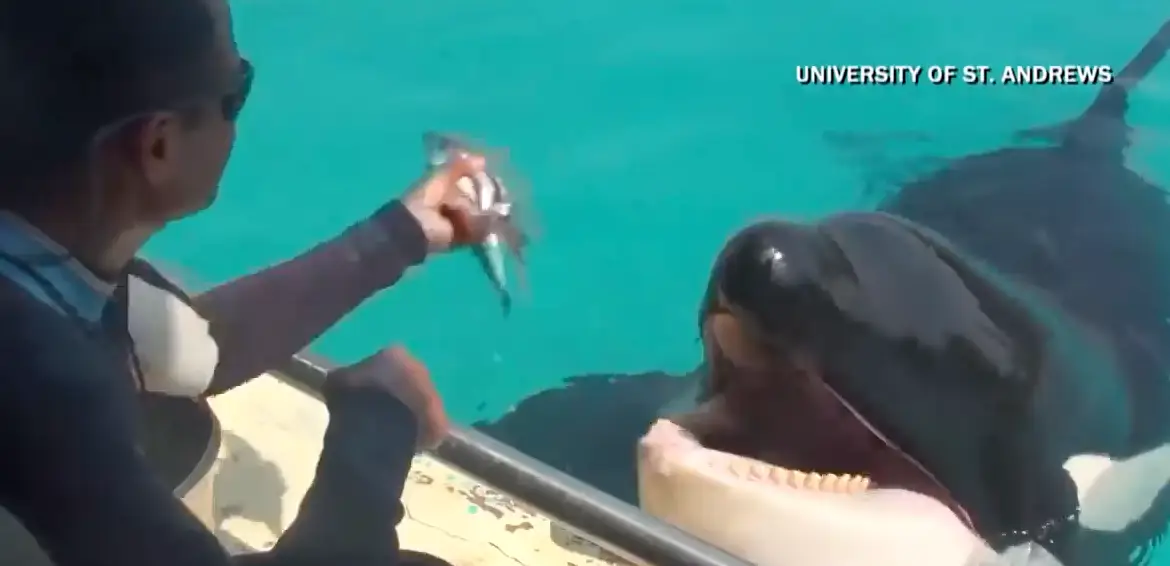 Creepy recording of orcas imitating human speech leaves people amazed but extremely terrified