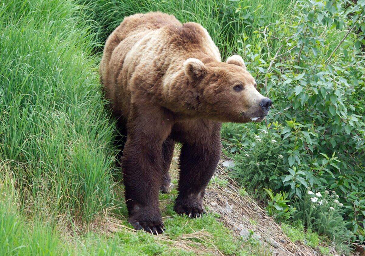 Alaska runner hospitalized after using bear spray to fight off brown bear on trail