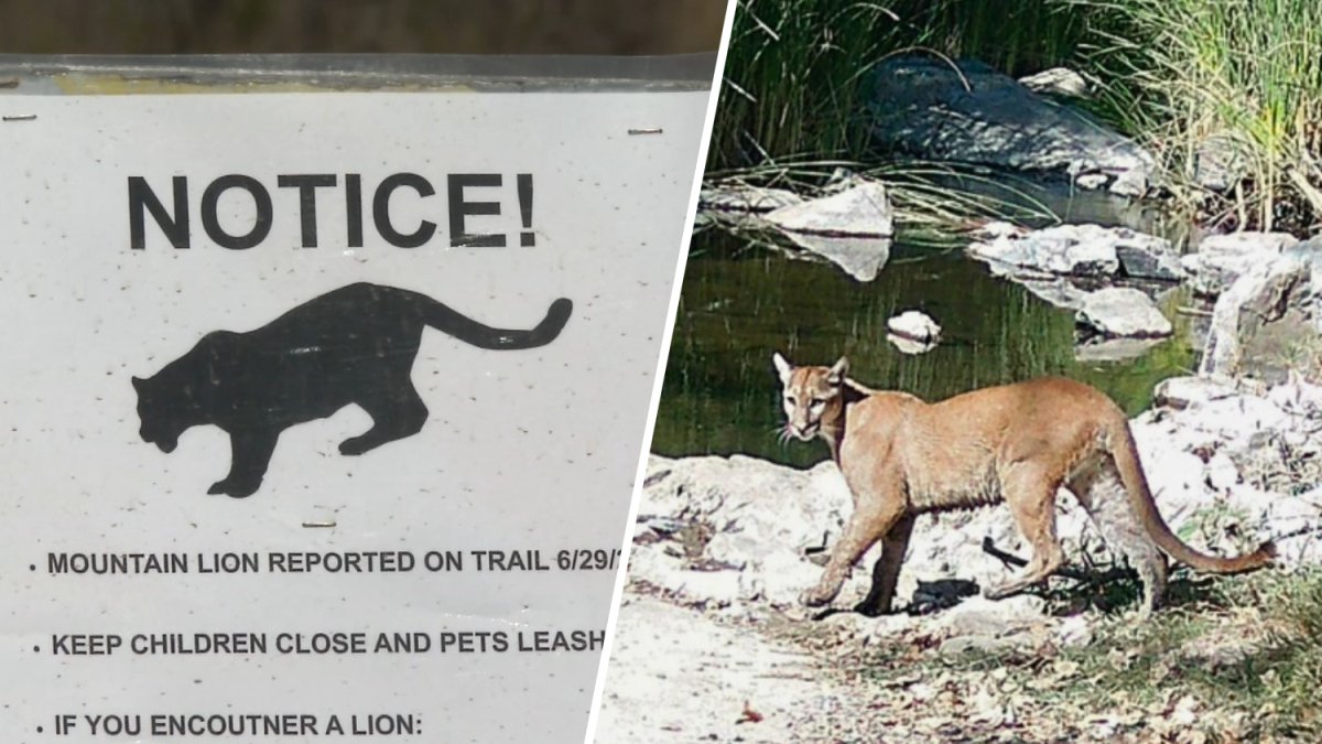 Heart-stopping moment California hiker is hunted by massive mountain lion