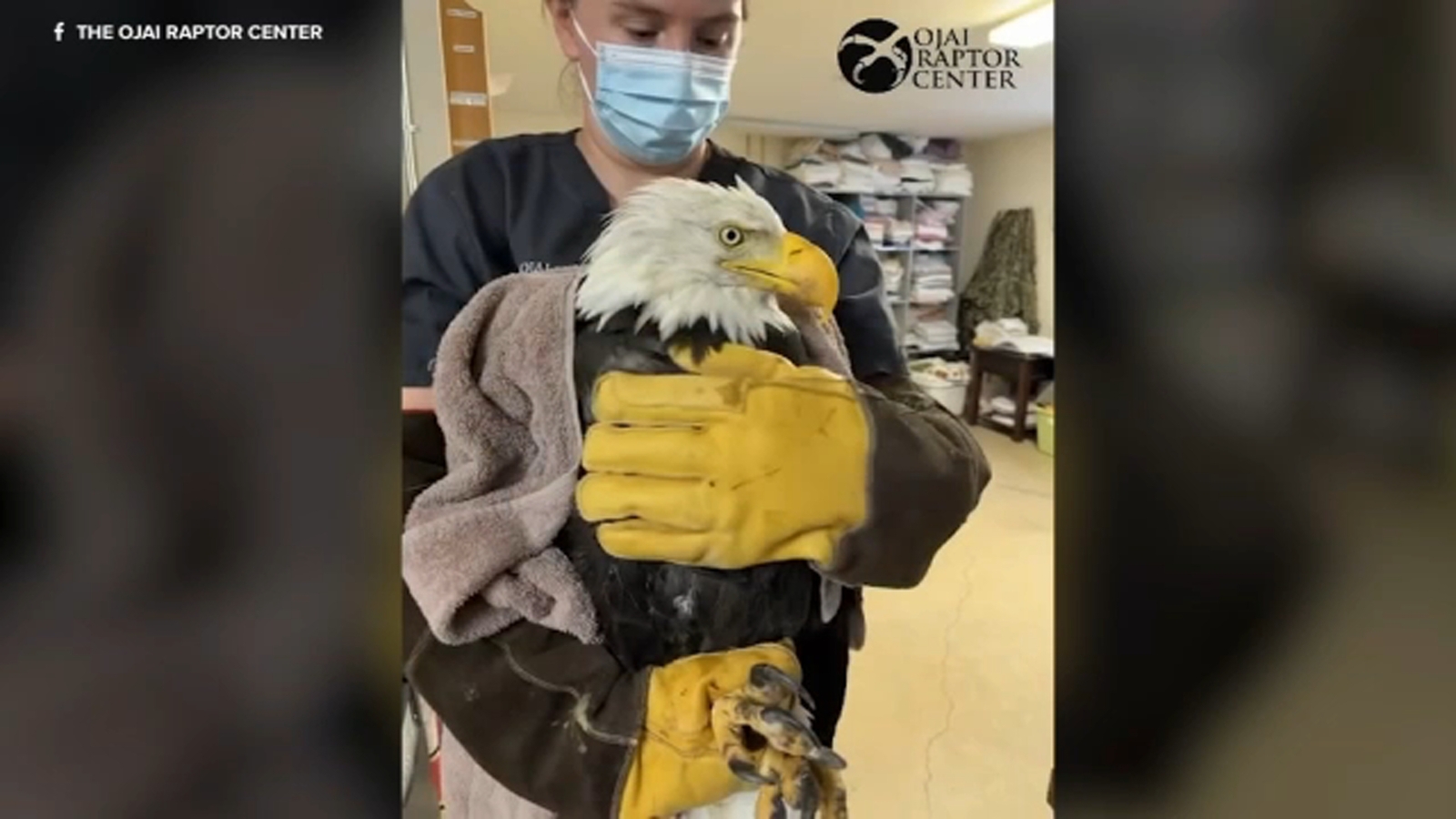 Jackie's mate Shadow perching during her hospitalization