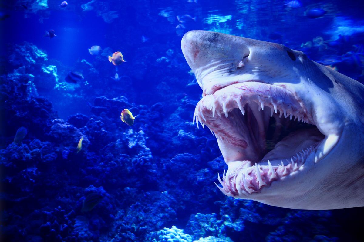 12-foot ‘Sharkzilla’ lurking in NY waters — and her massive bite marks have triggered wild mutant theories