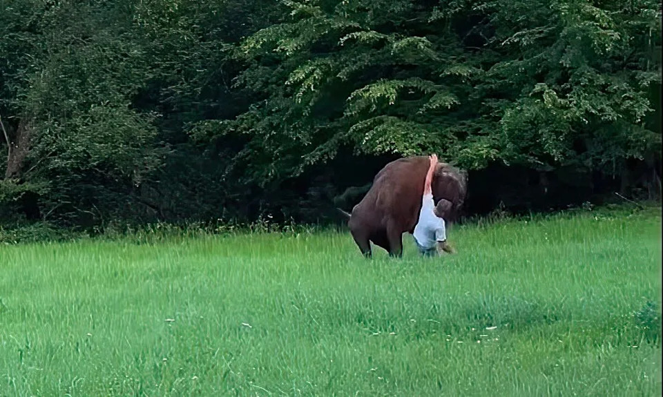 A European bison in the Białowieża Forest, Europe's largest land mammal
