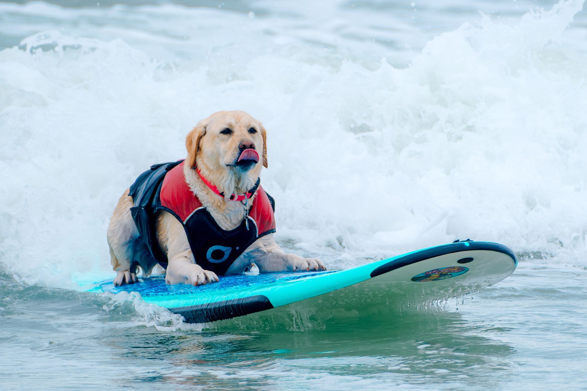 Sophia Sadlowski and her Miniature Pinscher Rusty compete at the World Dog Surfing Championships