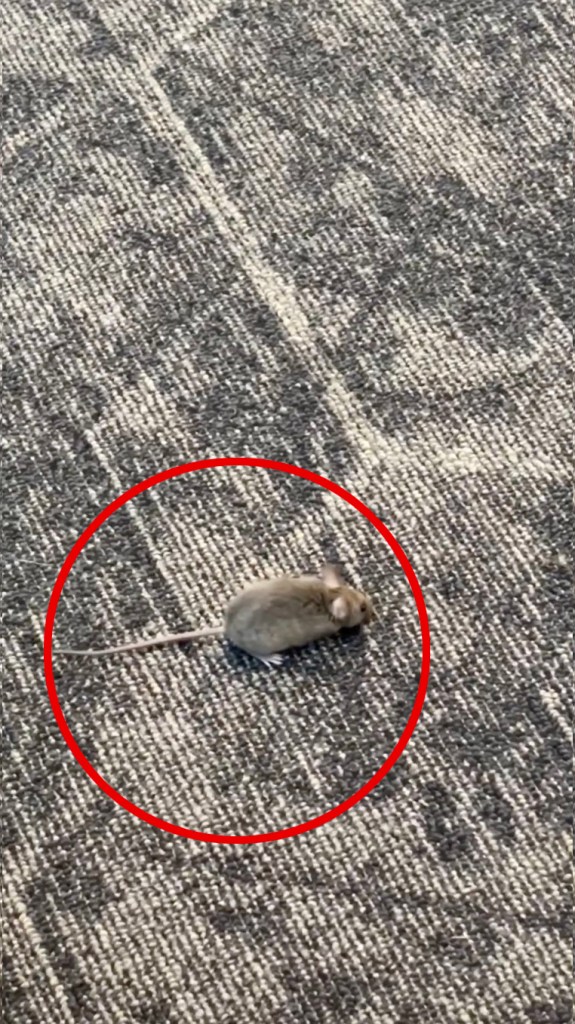 Mice captured racing around boarding gate at NYC’s LaGuardia Airport