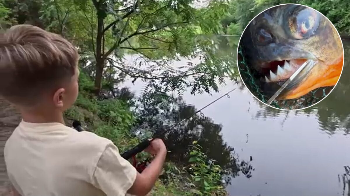 Pennsylvania boy expected to catch a bass — he hooked a razor-toothed nightmare instead