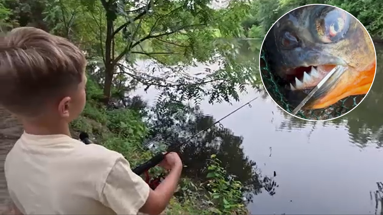 Pennsylvania boy expected to catch a bass — he hooked a razor-toothed nightmare instead