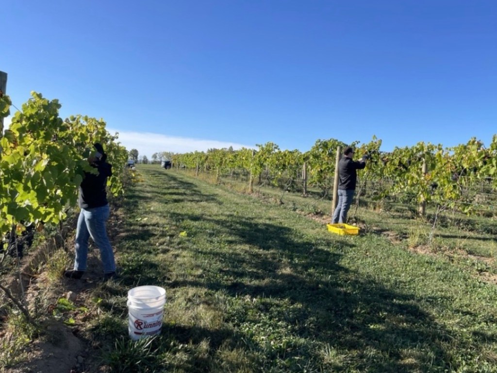 Layoffs rock California wine business as Americans ditch drinking
