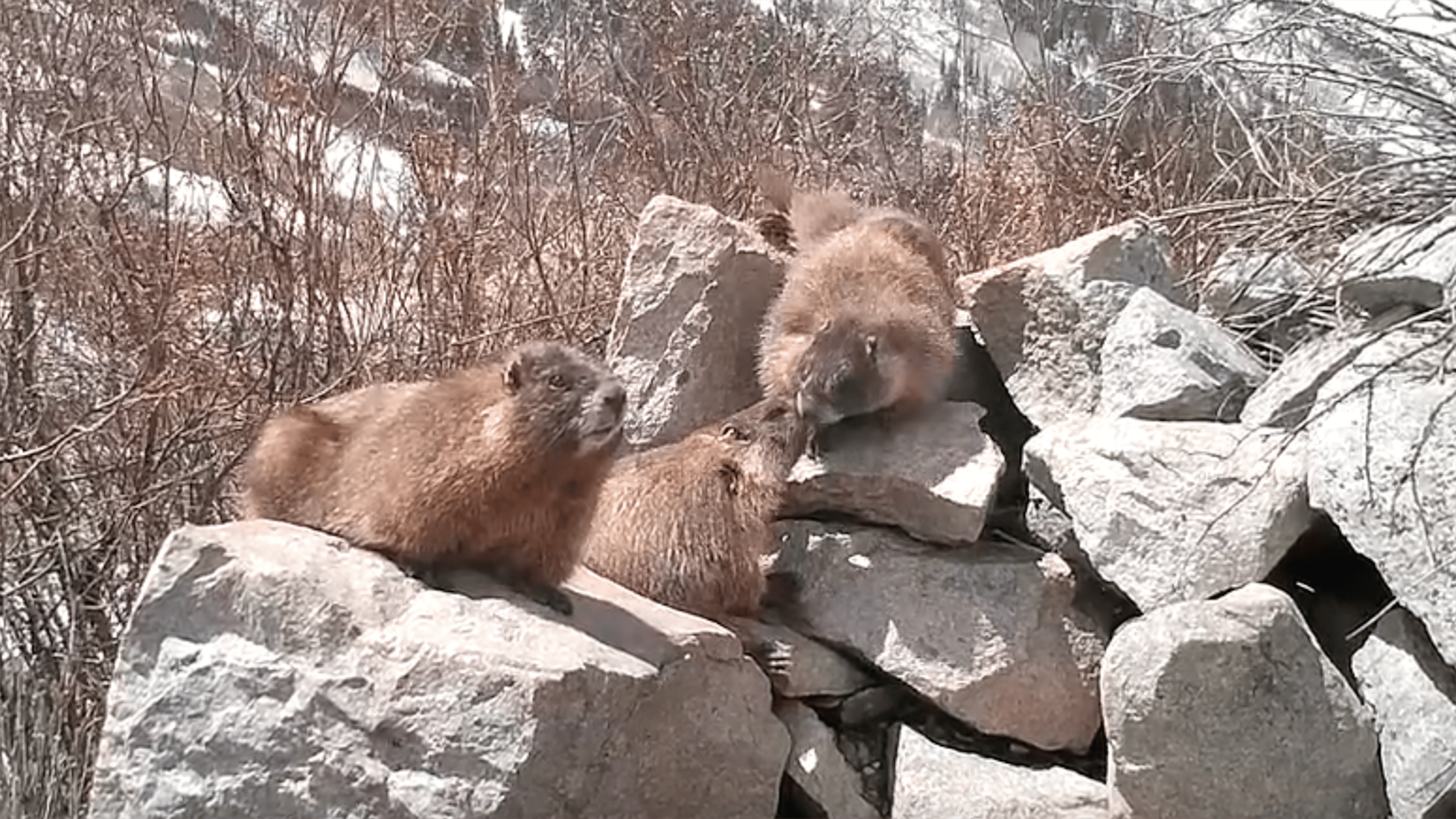 Marmots featured on the OnlyMarms account