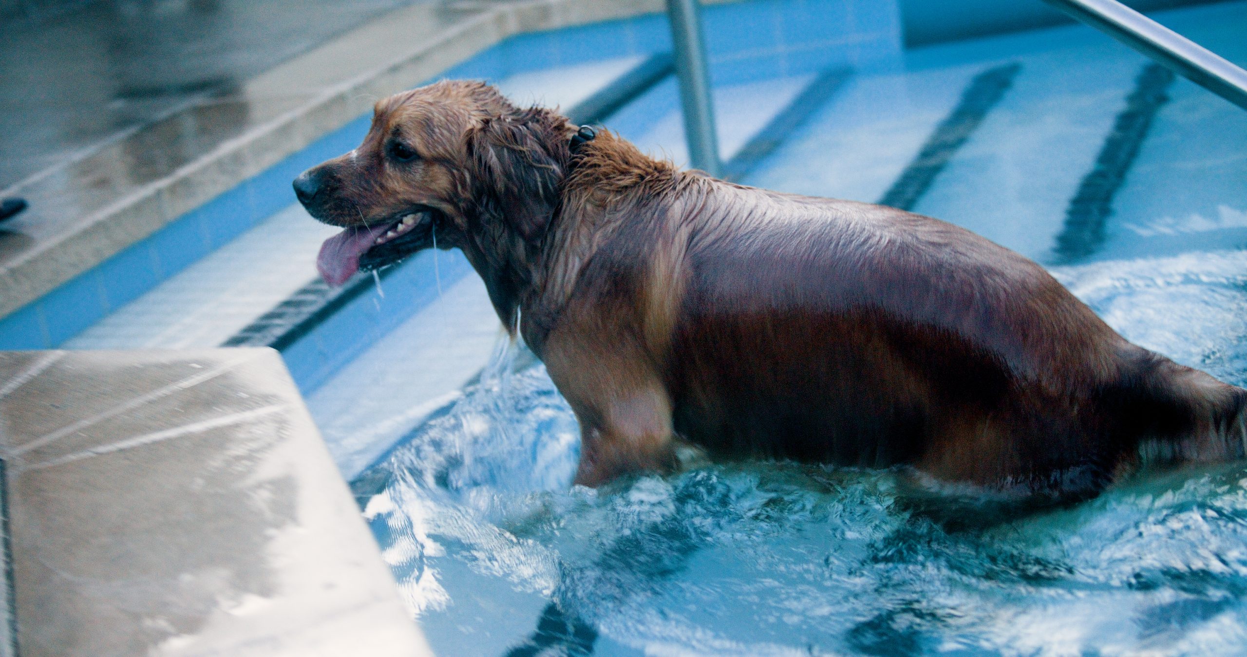 LA County pools are going to the dogs this weekend — with humans banned from the water
