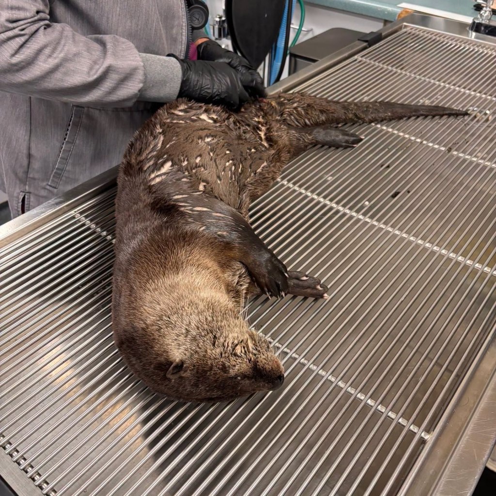 Heartless driver flees after hitting river otter in Bay Area