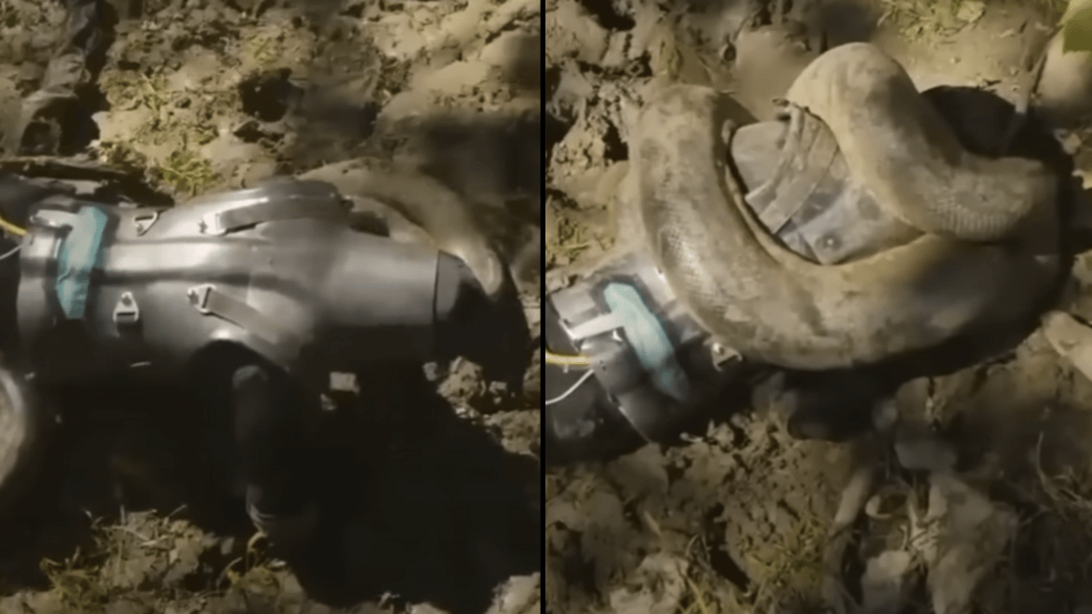 What happened to man who allowed snake to eat him alive while recording the entire thing