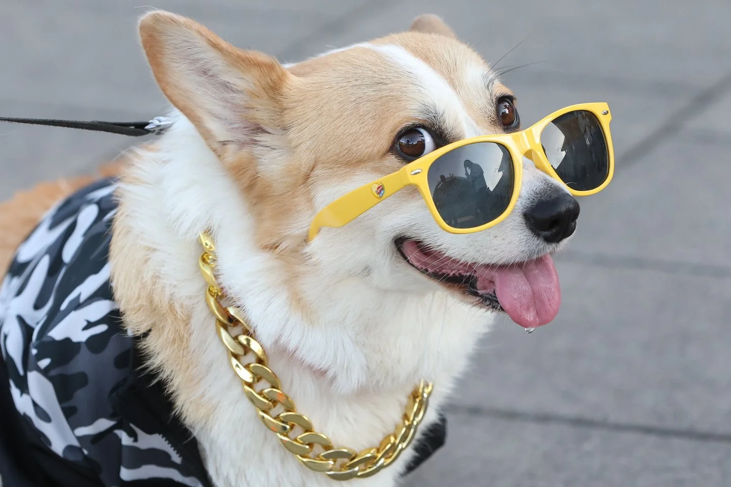 Global corgis gather for cutest costume contest and annual high-speed race