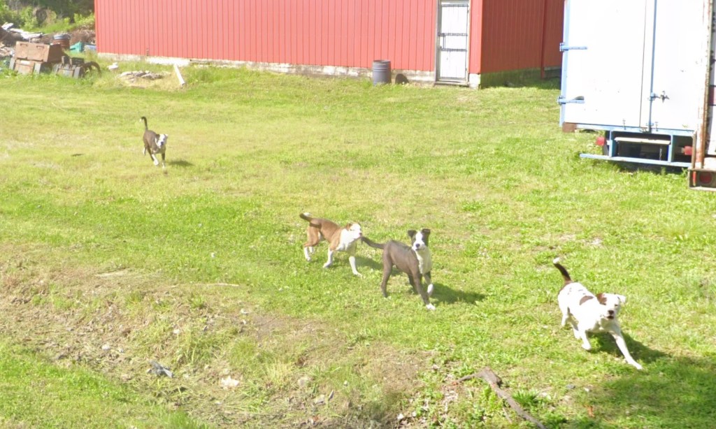 Chilling Google Maps images captured where man was killed by pack of dogs