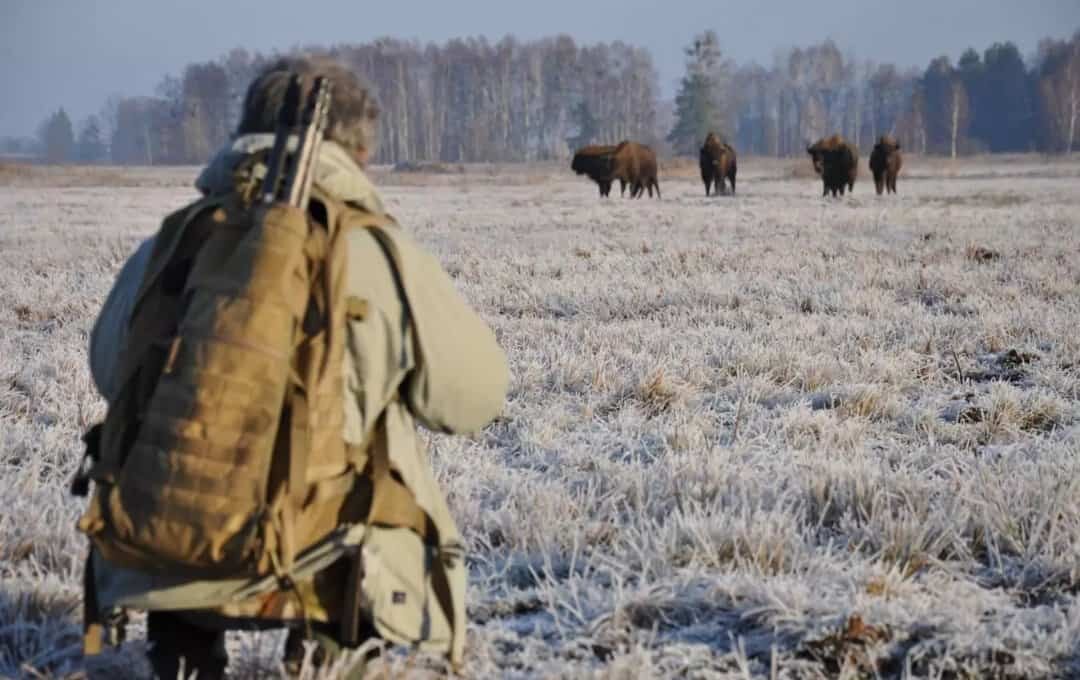 Grzegorz Ryński standing by his car used to help separate the bison from the tourist