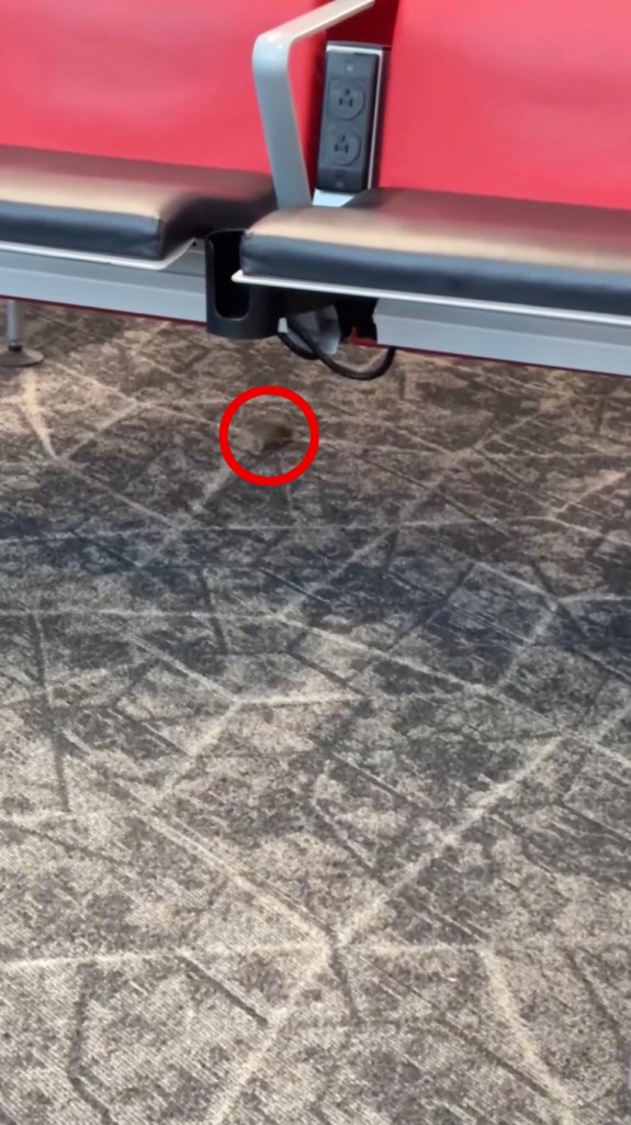 Mice captured racing around boarding gate at NYC’s LaGuardia Airport