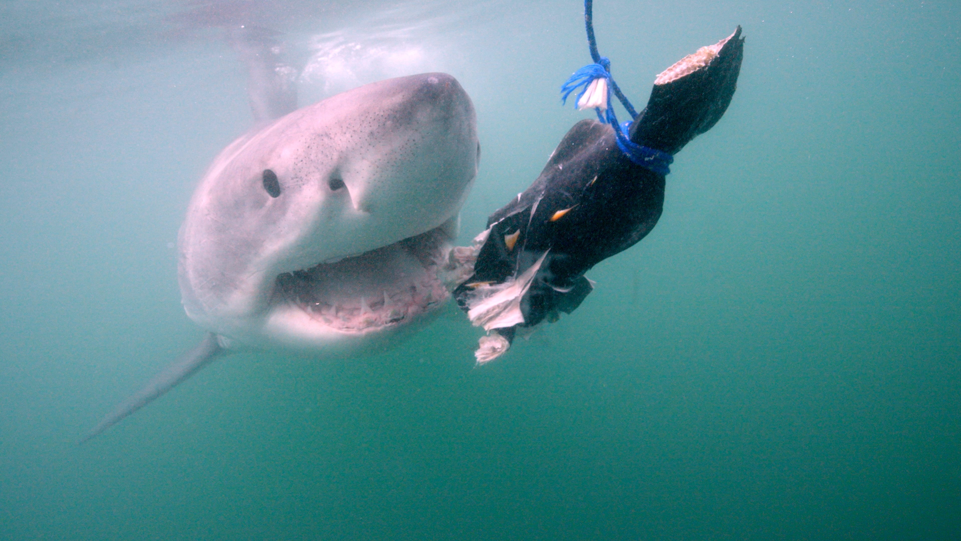 Rockaway Beach in Queens, site of multiple shark sightings this summer