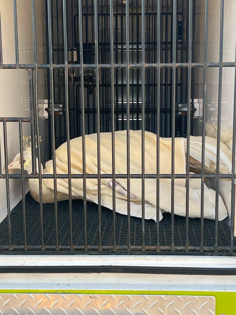 Shelter gives update on health of beloved peacock ‘Sugar’ after brutal mailman attack