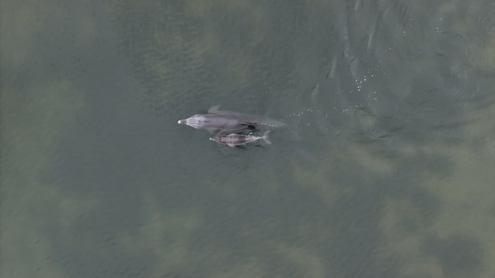 Currently capturing hearts is a video of a dolphin named Fraggle, who was recently captured carrying her deceased calf through the Indian Ocean.