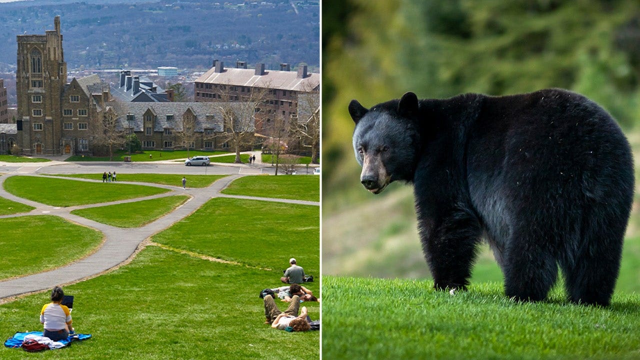 Aaron Chin, one of the two Cornell students who butchered the bear in their dorm kitchen in 2025