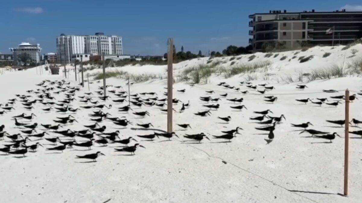 Florida Fish and Wildlife Conservation Commission officers during the April 2026 removal operation.