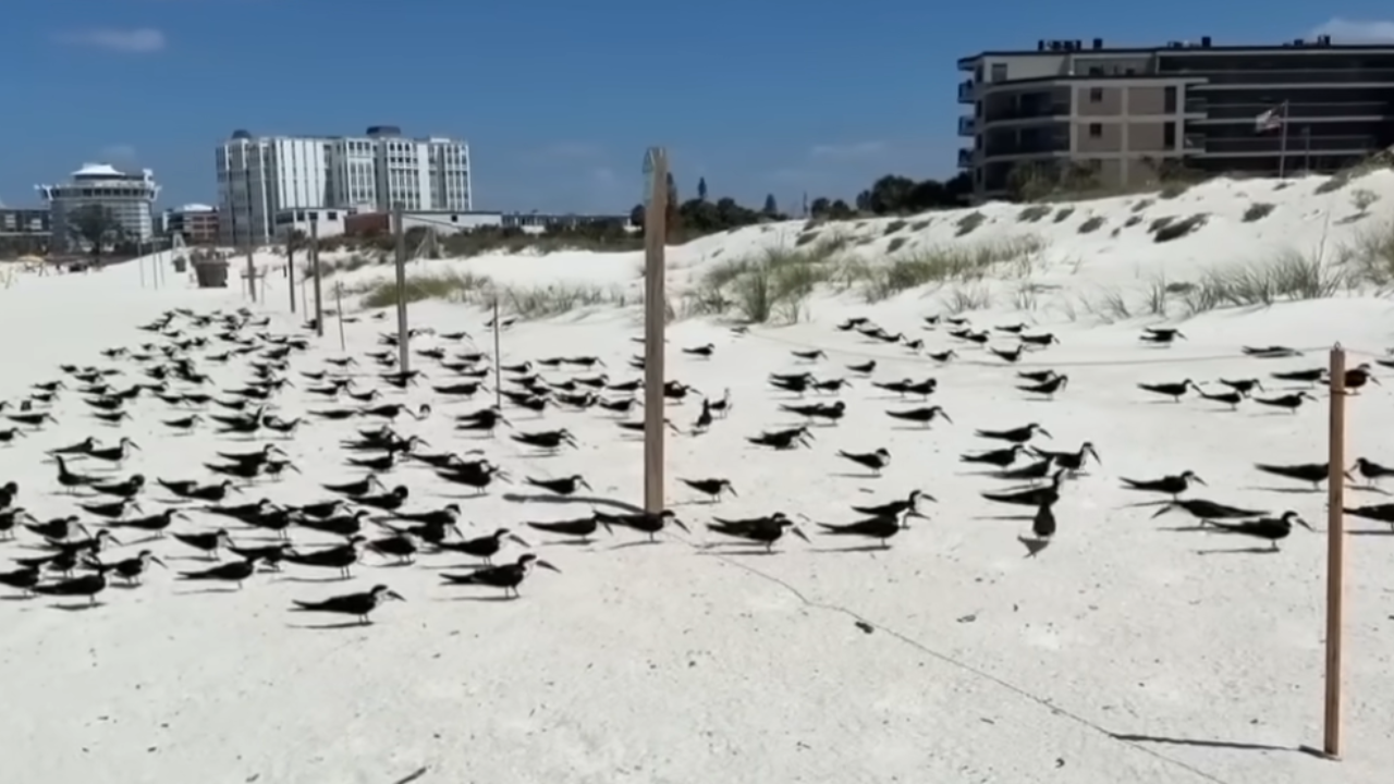 Florida Fish and Wildlife Conservation Commission officers during the April 2026 removal operation.