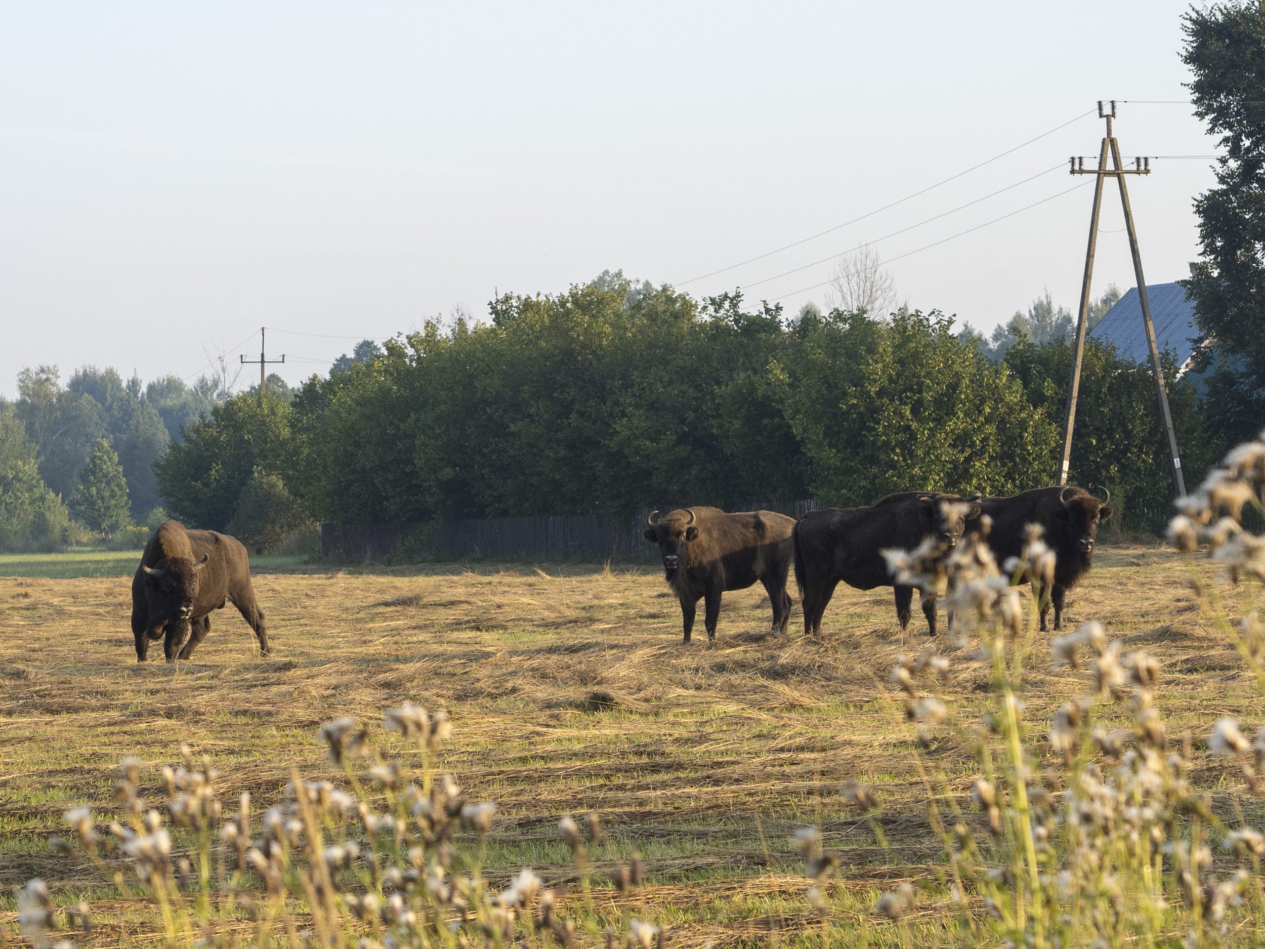 Warning signs in the Białowieża Forest about bison danger