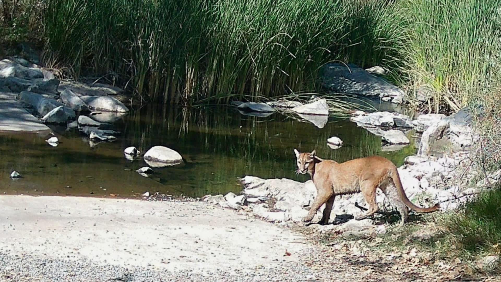 Heart-stopping moment California hiker is hunted by massive mountain lion