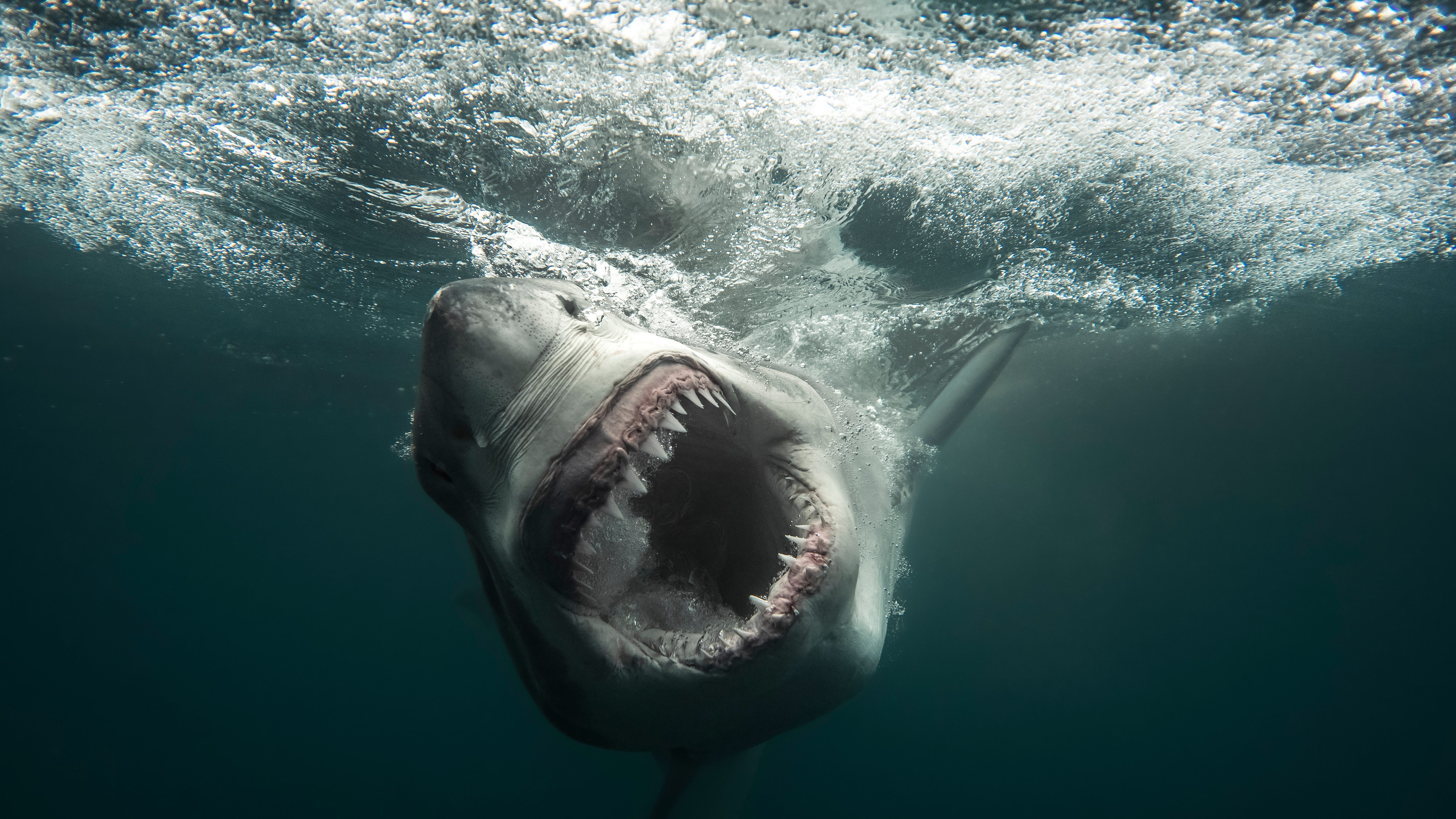 Ernst, a 12-foot great white shark tracked near Montauk