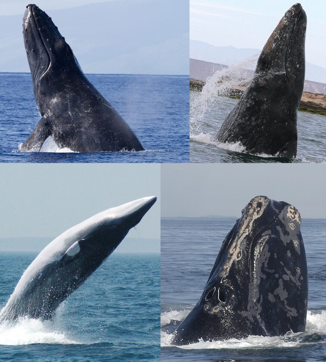Why whales are being drawn to ‘feeding frenzies’ within Arctic Circle