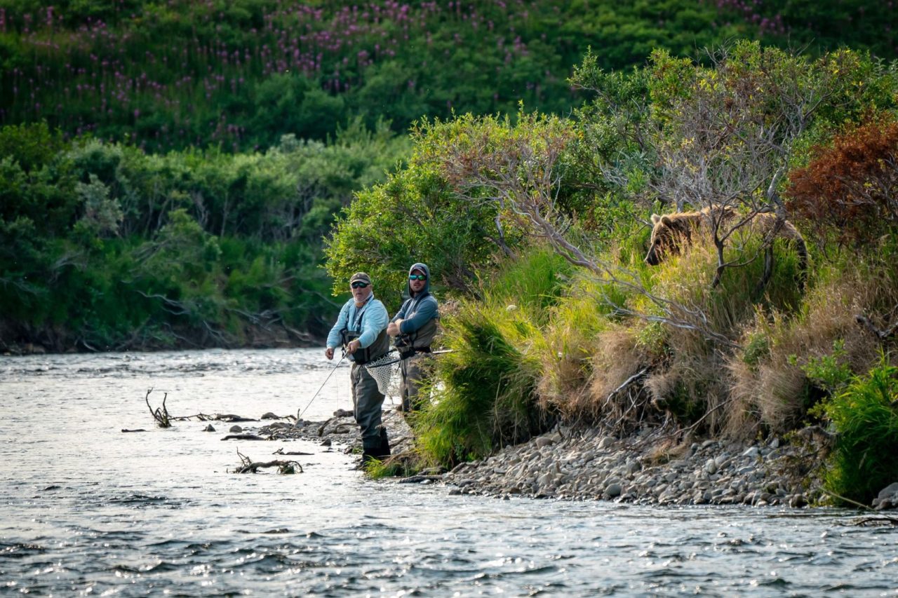 A grizzly bear in the water during salmon season