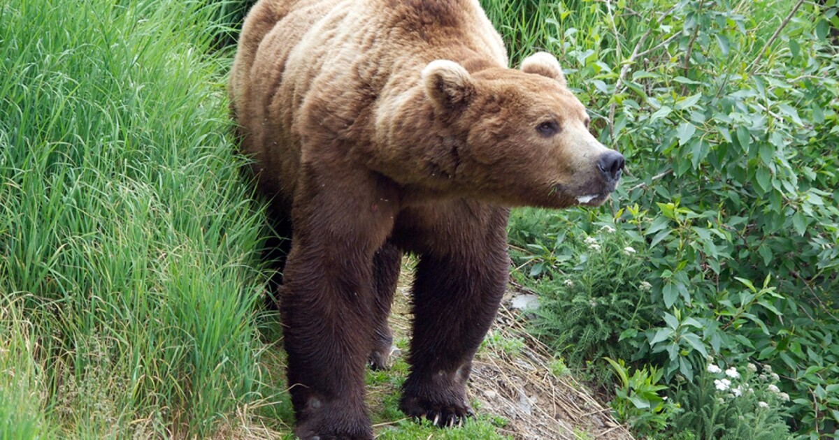 Alaska runner hospitalized after using bear spray to fight off brown bear on trail