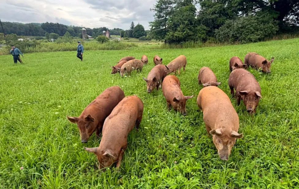 Michael Restel, Wantage Township Administrator, discussing the pig escape incident.