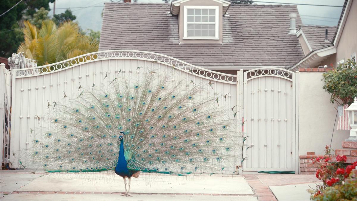 LA mailman caught attacking beloved neighborhood peacock — sparking fury from locals