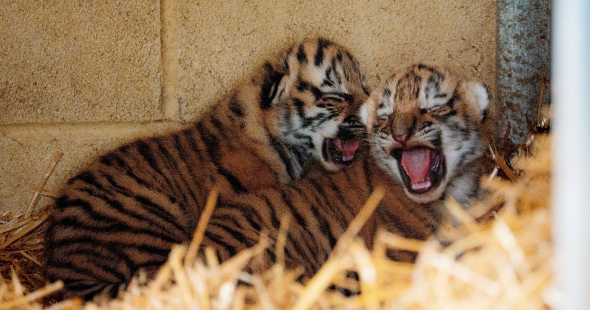Two newborn Amur tiger cubs cuddled together at Longleat