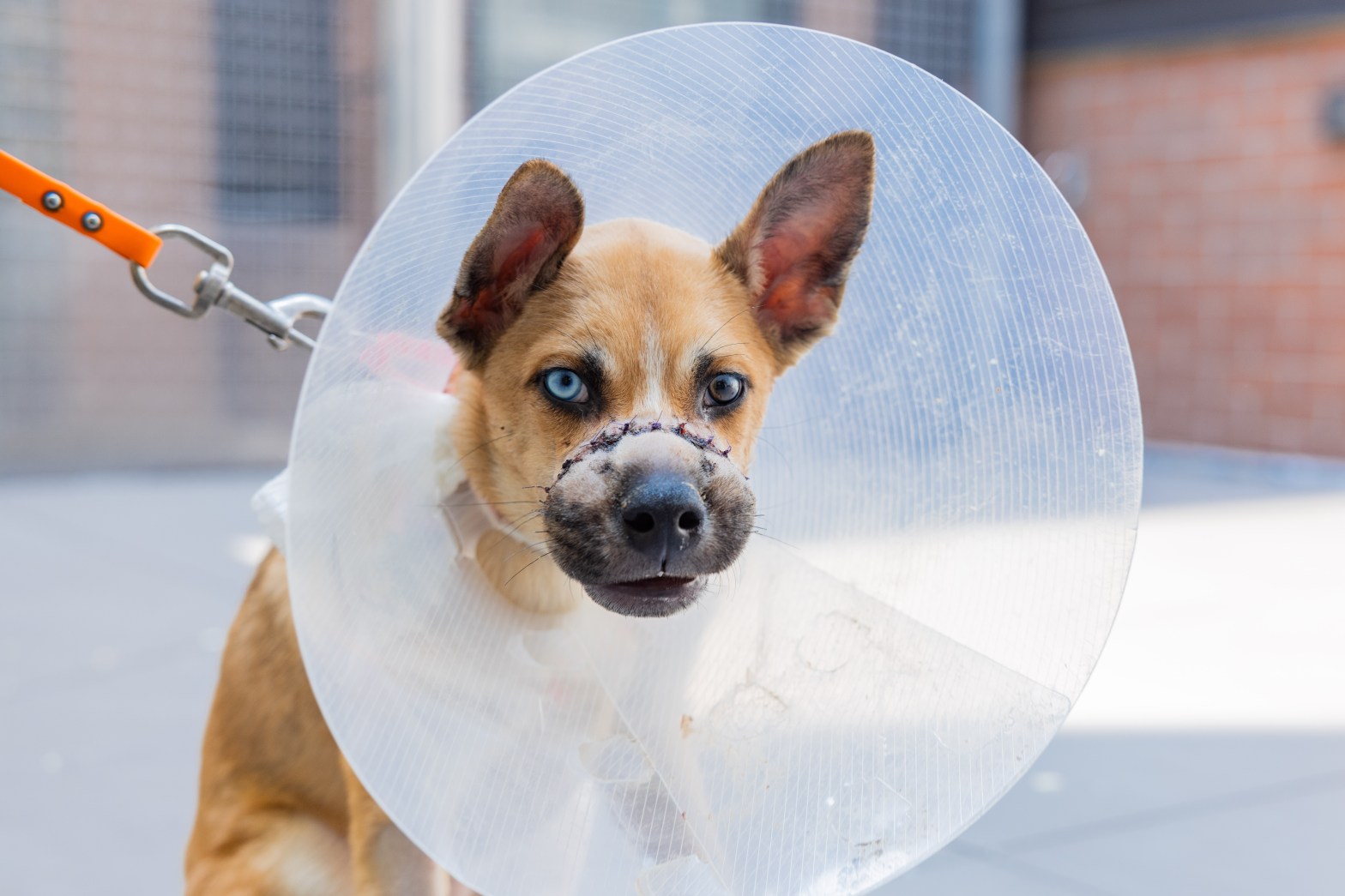 Two adorable puppies ditched in NY dumpster with mouths wired shut now up for adoption