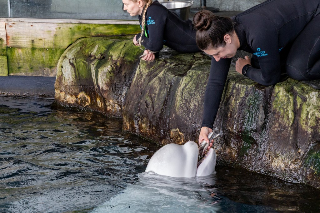 23-year-old beluga whale dies at Chicago aquarium days after rescue effort from shuttered Canada park