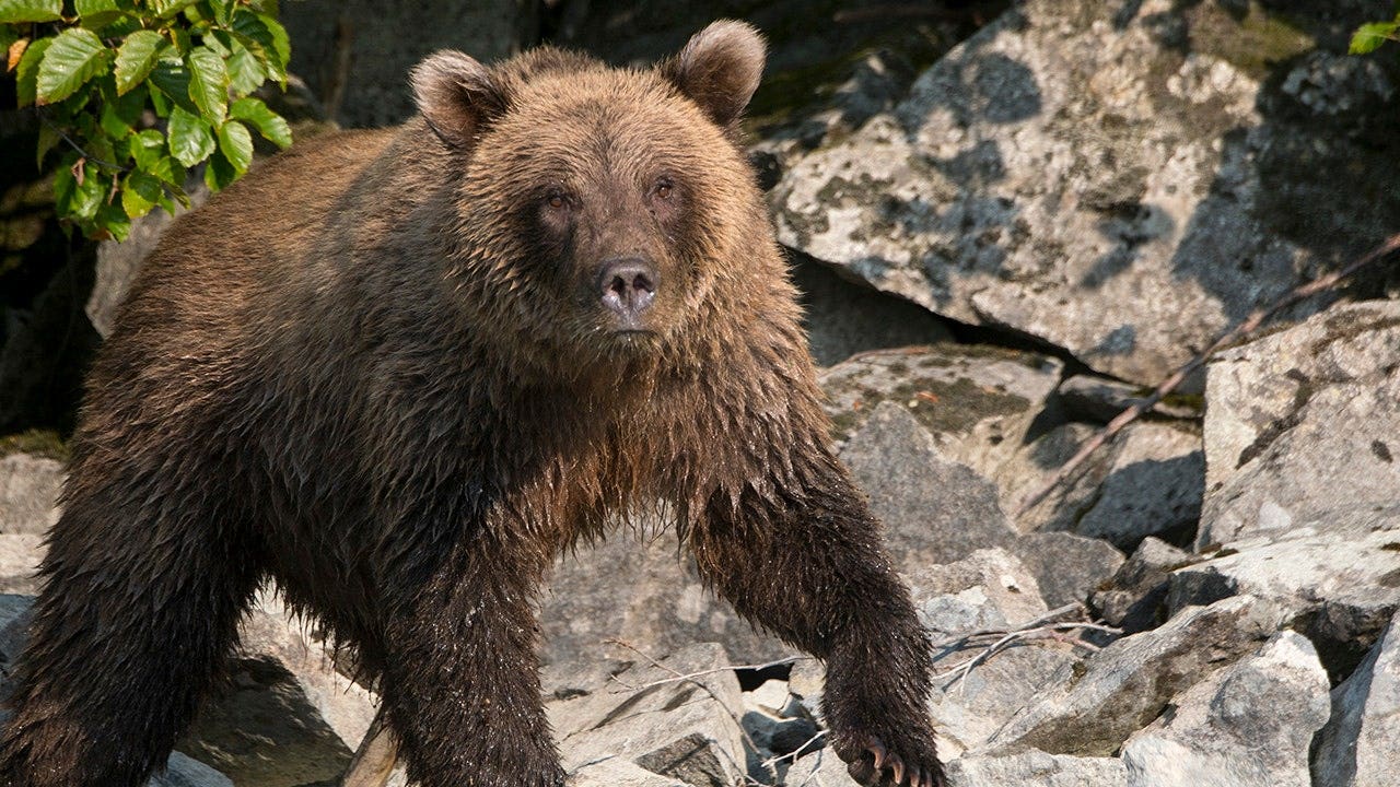 Alaska runner hospitalized after using bear spray to fight off brown bear on trail