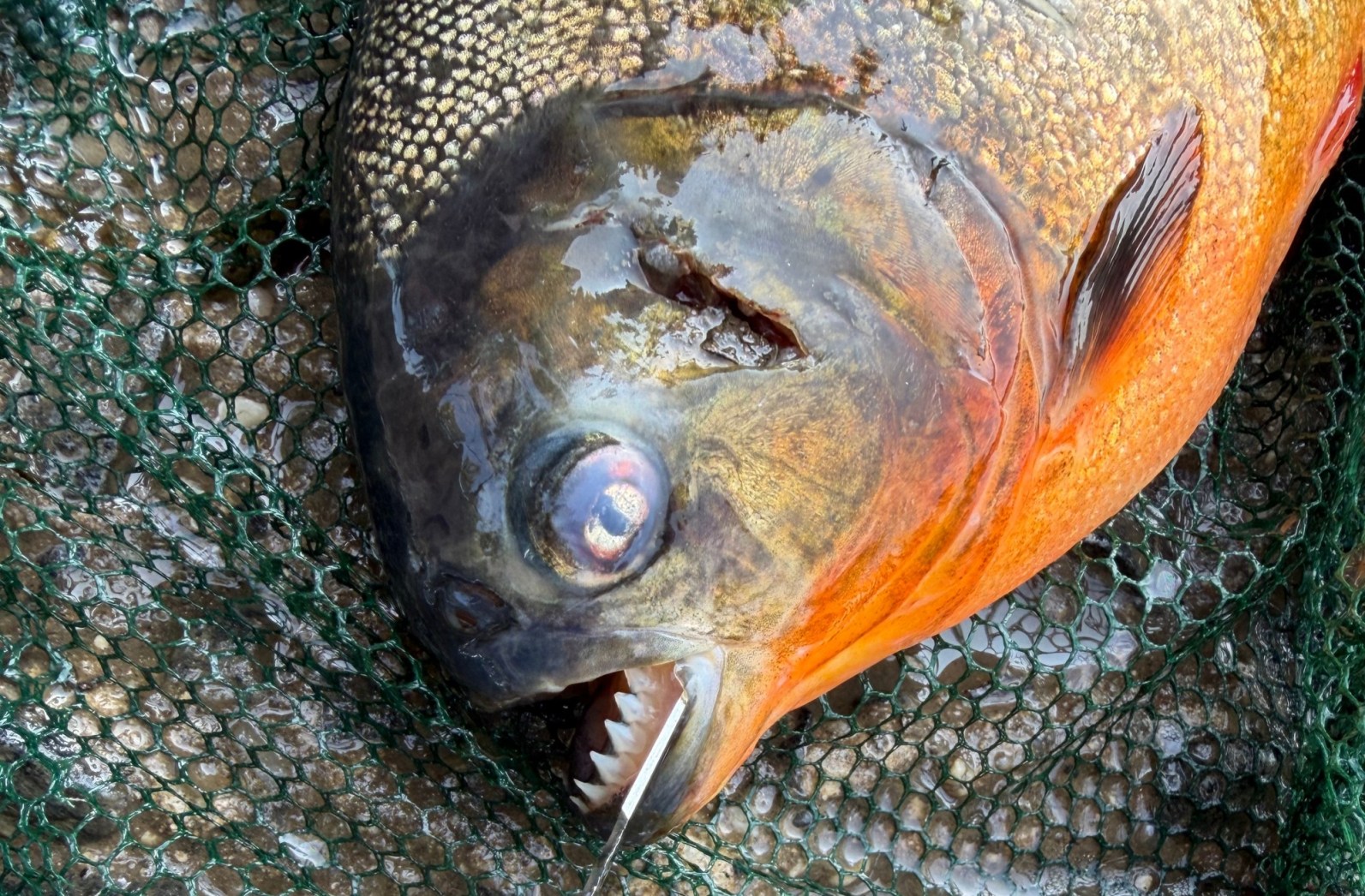 Pennsylvania boy expected to catch a bass — he hooked a razor-toothed nightmare instead