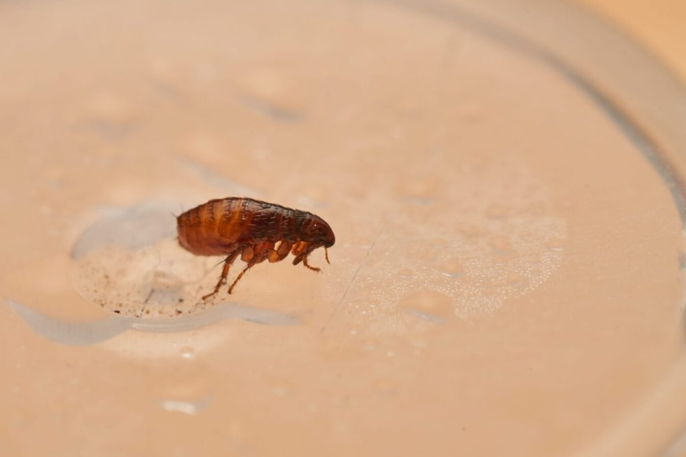 Infected flea carrying typhus bacteria