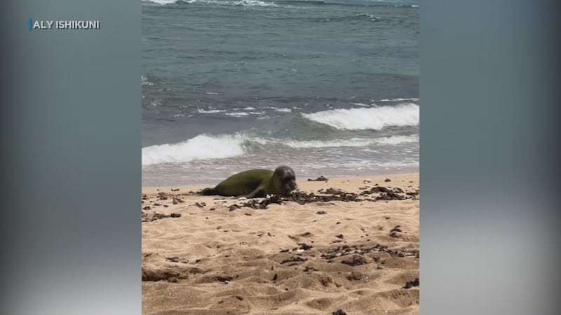 Homan demonstrating his mixed martial arts expertise during the beach incident