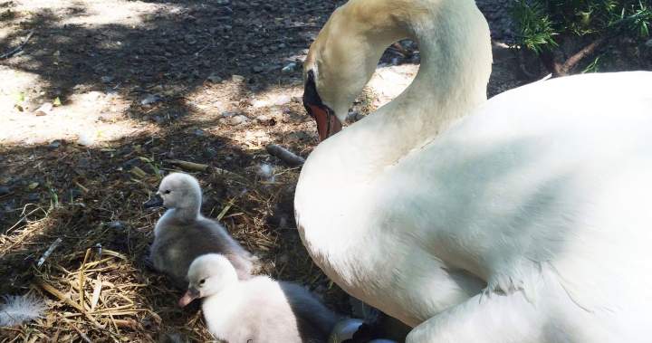 Teens force swan to vape, charged with animal cruelty