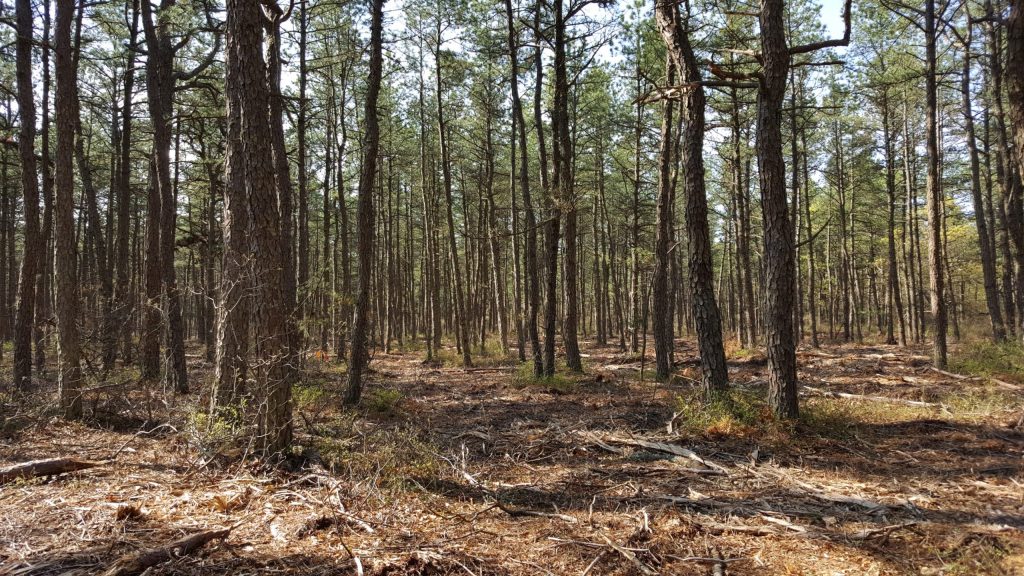 Naked man nabbed with undressed 14-year-old girl at Long Island nature preserve: cops