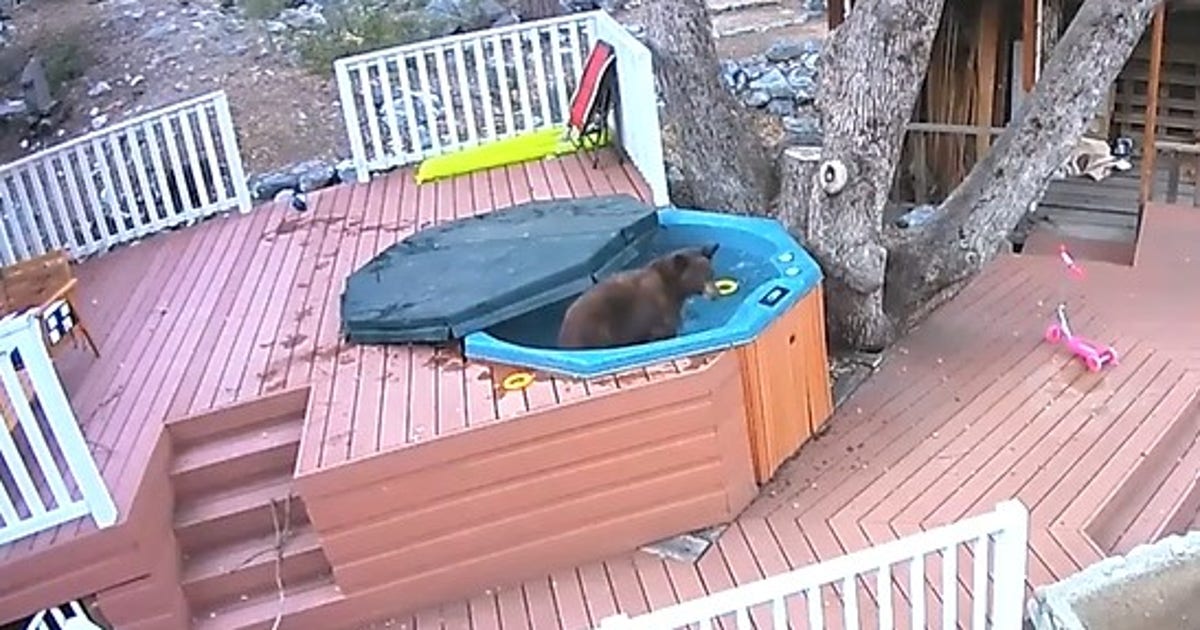 A bear sighting in the La Crescenta-Montrose neighborhood during hot weather.