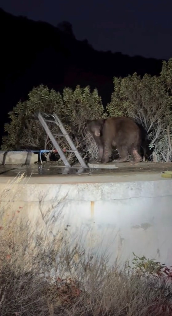 Mother bear and three cubs found trapped in bizarre spot in California